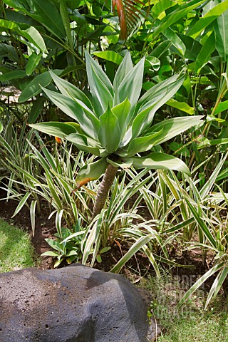 AGAVE_ATTENUATA_IN_A_TROPICAL_BORDER_WITH_PANDANUS_AND_MUSA_CULTIVAR