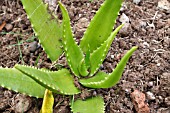 NEWLY PLANTED ALOE VERA