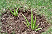 NEWLY PLANTED ALOE VERA