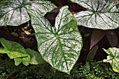 CALADIUM BICOLOR