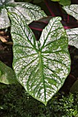 CALADIUM BICOLOR