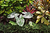 CALADIUM BICOLOR IN A TROPICAL BORDER WITH CORDYLINE FRUTICOSA AND CUPHEA HYSSOPIFOLIA