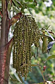 CARYOTA MITIS