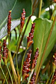 CALATHEA LUTEA