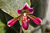 RED ORCHID PLEUROTHALLIS