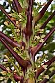 BUDS AND FLOWERS OF CARICA PAPAYA