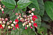 CLERODENDRUM THOMSONIAE