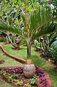 HYOPHORBE LAGENICAULIS IN A TROPICAL GARDEN