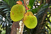 ARTOCARPUS HETEROPHYLLUS