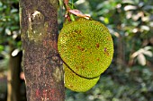 RIPENING FRUIT ON ARTOCARPUS HETEROPHYLLUS