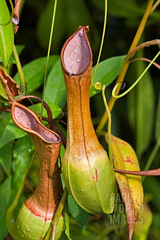 PITCHER_PLANT_NEPENTHES