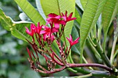 PLUMERIA RUBRA