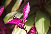 PSEUDERANTHMUM CARRUTHERSII VAR ATROPURPUREUM