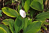 SPATHIPHYLLUM CANNIFOLIUM