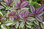 STROBILANTHES DYERIANUS