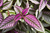 STROBILANTHES DYERIANUS