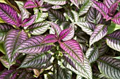 STROBILANTHES DYERIANUS