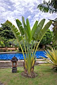 RAVENALA MADAGASCARIENSIS IN A TROPICAL GARDEN