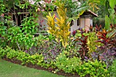 BORDER IN A TROPICAL GARDEN