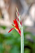 CANNA INDICA