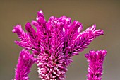 CELOSIA ARGENTIA