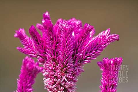 CELOSIA_ARGENTIA