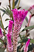 CELOSIA ARGENTIA