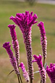 CELOSIA ARGENTIA