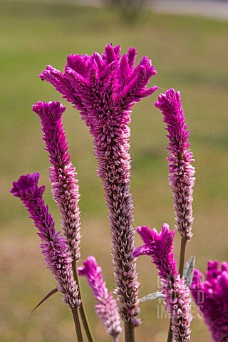 CELOSIA_ARGENTIA