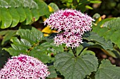 CLERODENDRUM BUNGEI