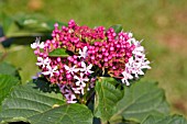 CLERODENDRUM BUNGEI