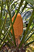 CONE OF CYCAS RUMPHII