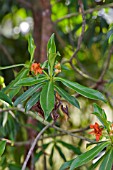 PLOIARIUM ALTERNIFOLIUM