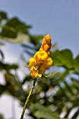 SENNA ALATA