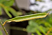 SEED POD OF SENNA ALATA