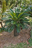 CYCAS REVOLUTA