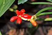 AGLAONEMA CRISPUM