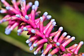 AECHMEA GAMOSEPALA HYBRID