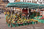 FLOWER STALL IN TRIER, GERMANY