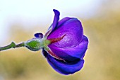 BUD OF TIBOUCHINA URVILLEANA