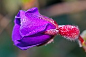 DEW COVERED BUD OF TIBOUCHINA URVILLEANA