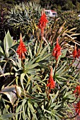 ALOE ARBORESCENS