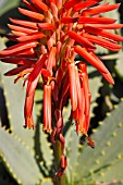 ALOE ARBORESCENS