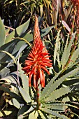 ALOE ARBORESCENS