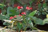 ANTHURIUM ANDRAEANUM