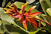 AECHMEA TESSMANNII