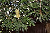 BANKSIA INTEGRIFOLIA