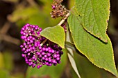 CALLICARPA BODINIERI