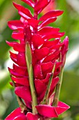 ALPINIA PURPURATA