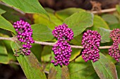 CALLICARPA BODINIERI